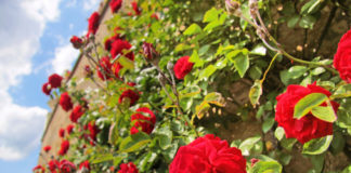 I rampicanti 787 0 098 I rampicanti